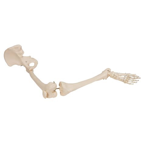 Human Leg Skeleton Model With Hip Bone 3B Smart Anatomy 1019366