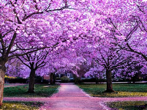 Cherry Blossom Trees Wallpaper 4K, Purple Flowers, Pathway, Park