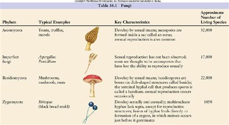 Fungi Phylum Chart Bing Images Fungi Medical Facts Classification