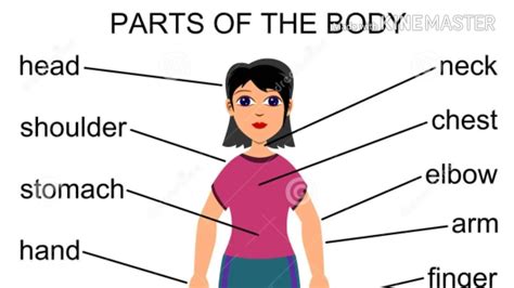 Ideas De Parts Of The Body Partes Del Cuerpo En Ingles Partes Del 88400