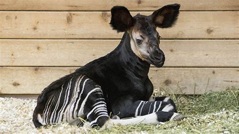 Okapi Calf Born At Brookfield Zoo Abc7 Chicago