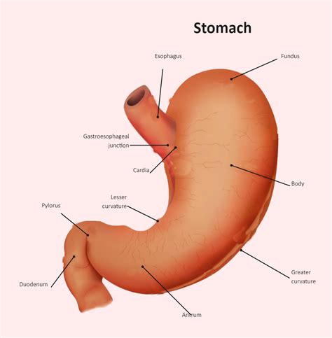 Stomach Diagram Labeled Edrawmax Template