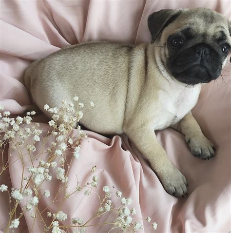 14 Photos That Proving Pugs are the Cutest Dogs in the World | PetPress