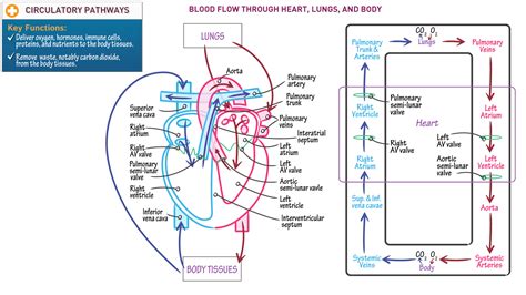Blood Flow Through Heart And Lungs Diagram