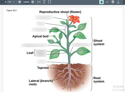 Chapter 35 Plant Structure Growth And Development Diagram Quizlet