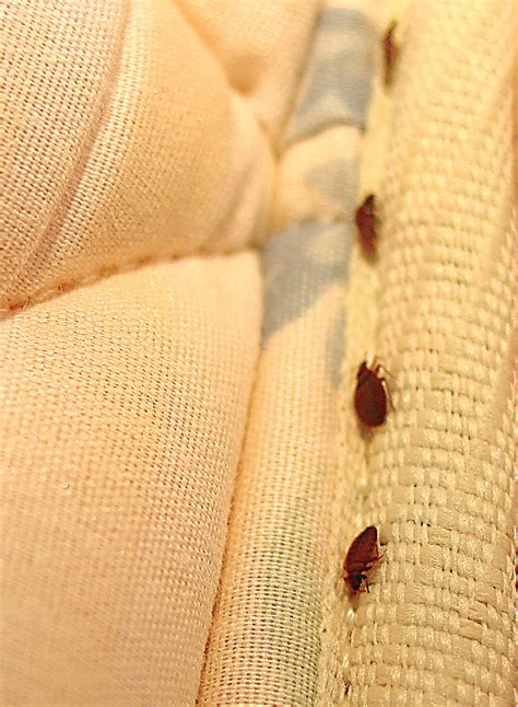 Can Bed Bugs Live In Mattresses Bed Bug Treatment Orkin