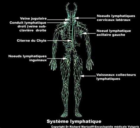 Image Photo Lymphatique Système Hématologie Vulgaris Médical