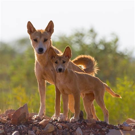 Dingoes Diet Options Are Widening As Food And Water Becomes Scarce