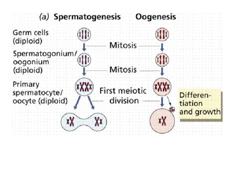 9 5 Meiosis In Sexual Reproduction Haploid Cells