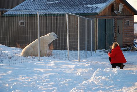 Great Ice Bear Adventure Churchill Wild Polar Bear Tours