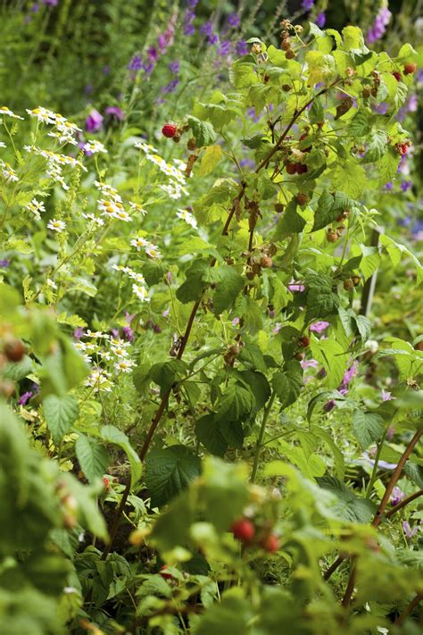 Companion Planting With Raspberries: Good Companion Plants For ...