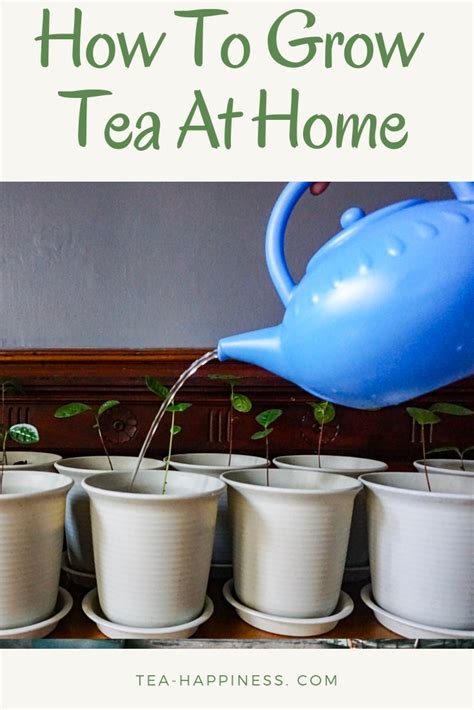 Its Possible To Grow Your Own Tea At Home Learn All Of My Tips And