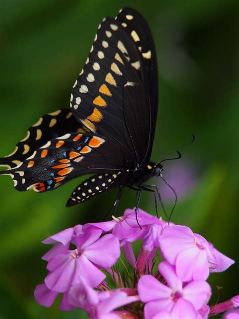 Swallowtails Large Butterfly P Swallowtails Large Flickr