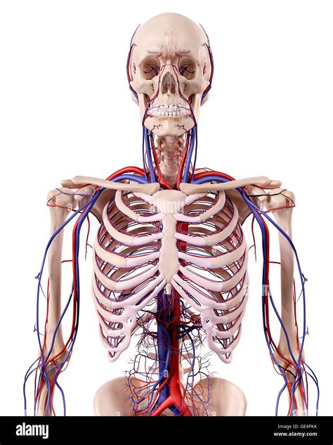 Human Thoracic Anatomy Illustration Stock Photo Alamy