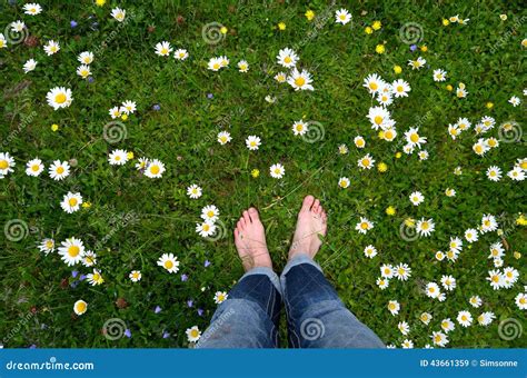 Feet On A Flower Meadow Stock Image Image Of Purple 43661359