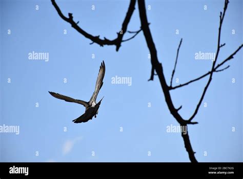 A Bird In Flight With Wings Spread Stock Photo Alamy
