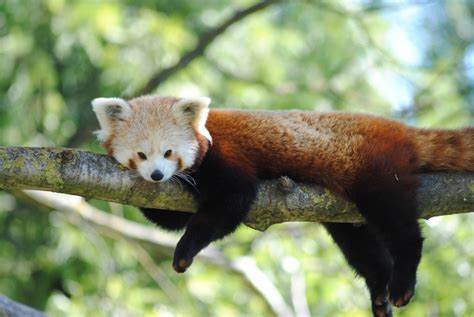 Le Panda Roux Du Parc Zoologique Cerza Le Parc Des Safaris