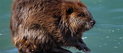 Beaver Restoration Beavers Wetlands And Wildlife