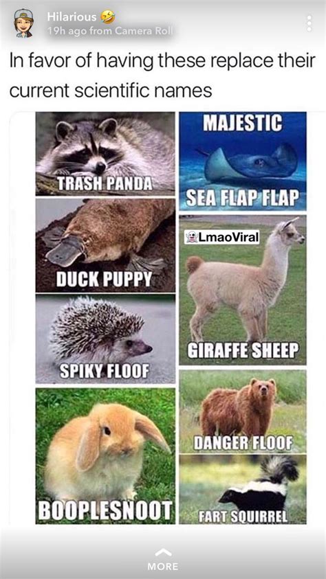 Pin By Holly Robbins On Funny Funny Animal Names Funny Animal Jokes