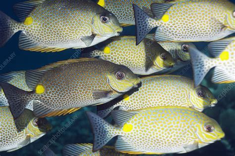 Orange Spotted Spinefoot Fish Stock Image C0026815 Science Photo