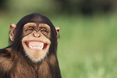 Why Do Some Animals Look Like They Are Laughing