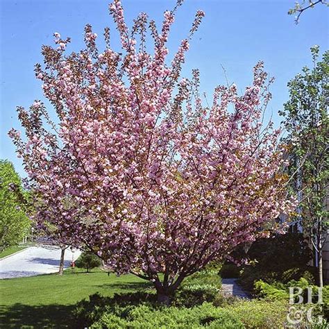 Ornamental Trees To Grow In New Jersey Plantnative Org