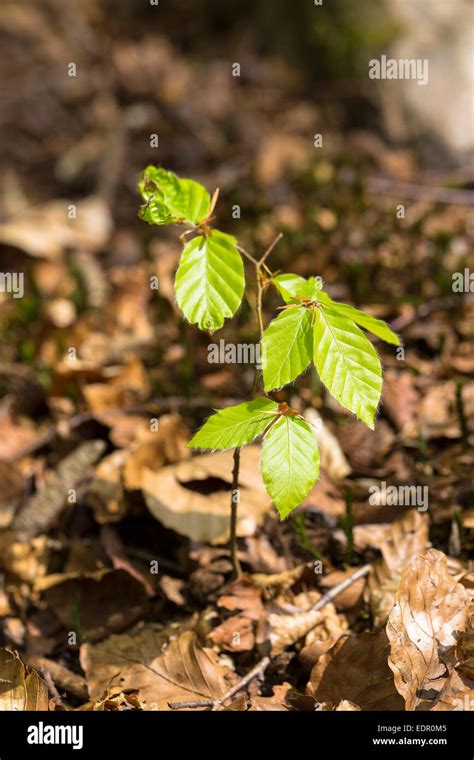 Beech Tree Sapling High Resolution Stock Photography And Images Alamy