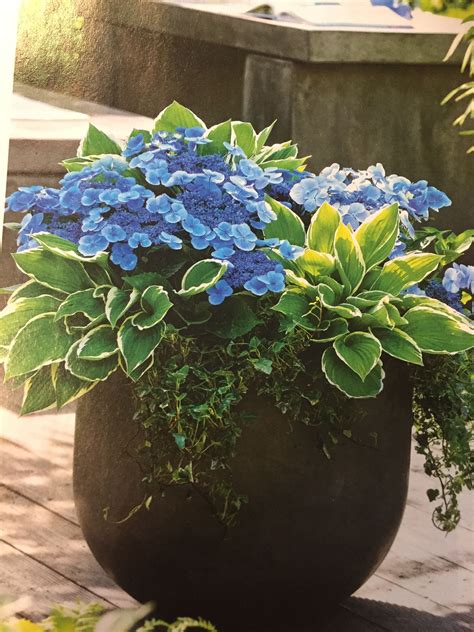Potted Hydrangeas And Hostas With Ivy Thrillerfillerspiller For An