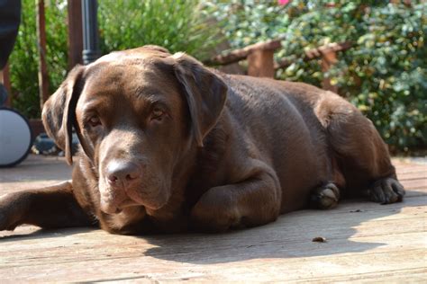 English Labrador Retriever Puppies Colorado