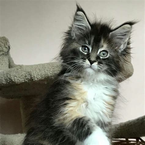 Baby Kittens Kittens Cutest Cats And Kittens Maine Coon Babies