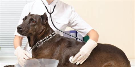 My vet is closed now and i. 5 Steps for Taking Care of Your Pet After Spay & Neuter ...