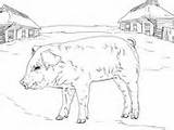 Coloring Pig Piglet sketch template