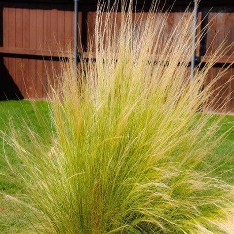 Mexican Feather Grass Seeds Stipa Tenuissima Seeds Etsy Feather