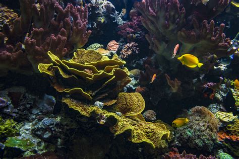 Our Animals Coral Reefs Aquarium Of The Pacific