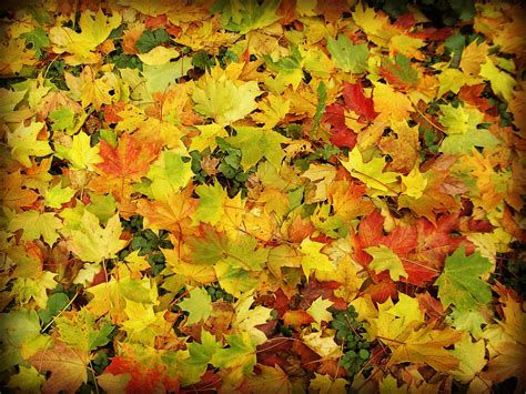 images gratuites arbre branche l automne coloré jaune saison érable feuille d érable