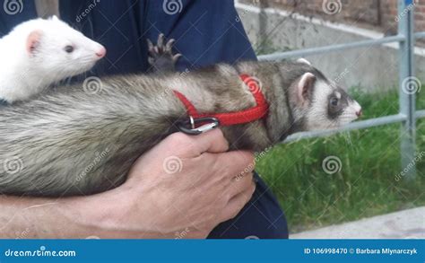 Ferrets Stock Photo Image Of Holding Animals Arms 106998470