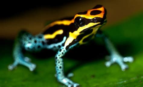 7 Best Pet Frogs That Are a Dream for Beginners & Experts ...