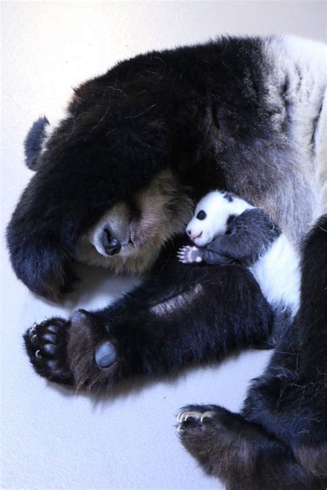 Panda Cubs Have Outgrown Their Incubator Toronto Zoo Ctv News