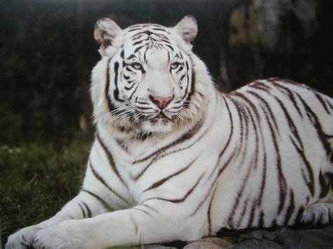 White Tiger Sitting — Poster Plus