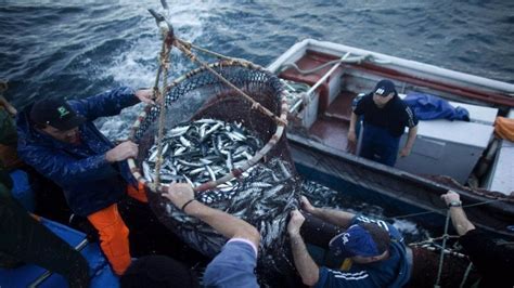 México Cierra Zonas De Pesca En El Alto Golfo