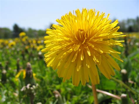 Dandy Lion Free Photo Download Freeimages
