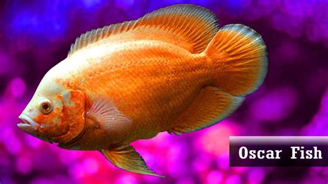 Best Oscar Fish Varieties For Home Aquariums Youtube