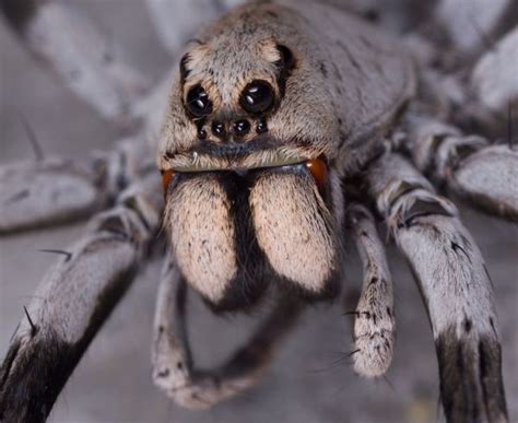 The Spiders Tiny Mouth Opening Is Hidden By A Pair Of Large Chelicerae