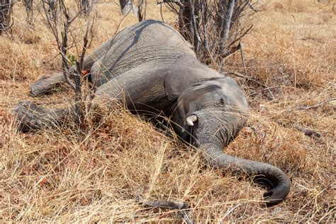 Cientos de elefantes muertos en Botswana qué los está matando Mis