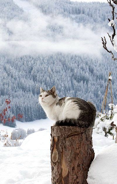 Lovely Winter Photography Cats Winter Cat Beautiful Cats