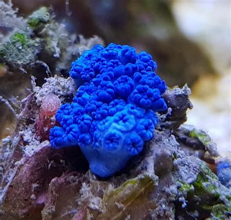 Smurf Polyps An Enigmatic Blue Soft Coral
