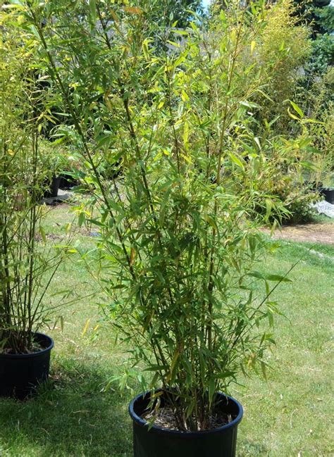 Life According To Lenetta Planting Running Black Bamboo In Pots