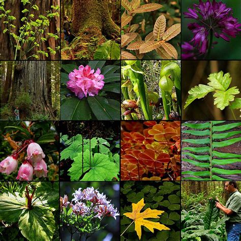 Redwood Forest Plants Identification Quiz Answers Explained