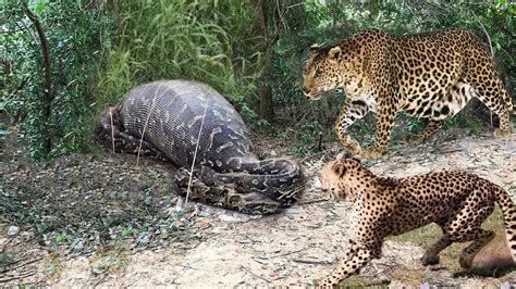 Big Battle Leopard Vs Anaconda Python Great Battle Youtube