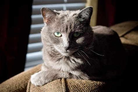 Ketawa sekali anda kalah kucing paling manja di dunia kucing. 8 Gambar Baka Kucing Paling Mahal Di Dunia